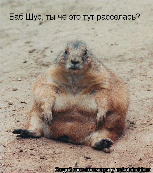 Баб Шур, ты чё это тут расселась?... Котоматрица: Баб Шур, ты чё это тут расселась?