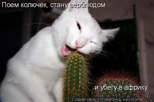 Поем колючек, стану верблюдом и убегу в африку.... Котоматрица: Поем колючек, стану верблюдом и убегу в африку.
