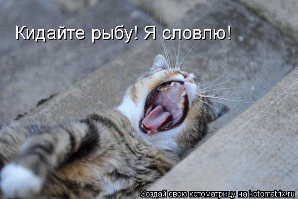 Кидайте рыбу! Я словлю!... Котоматрица: Кидайте рыбу! Я словлю!