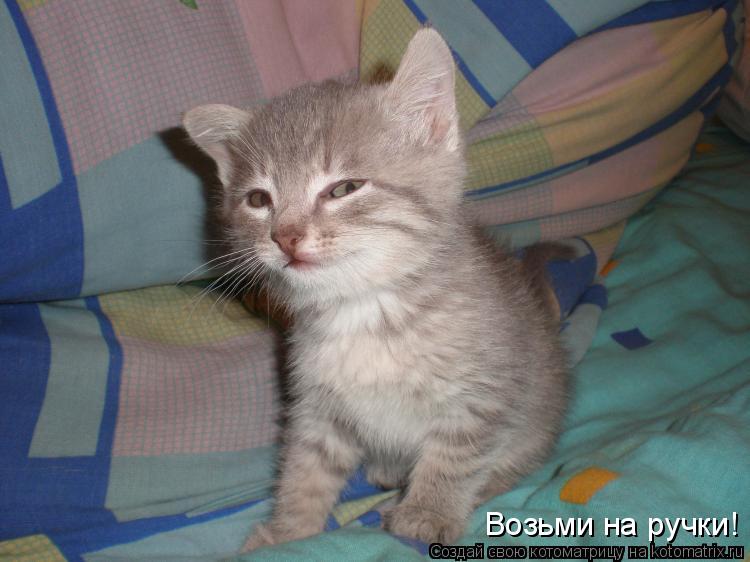 Возьми на ручки!... Котоматрица: Возьми на ручки!
