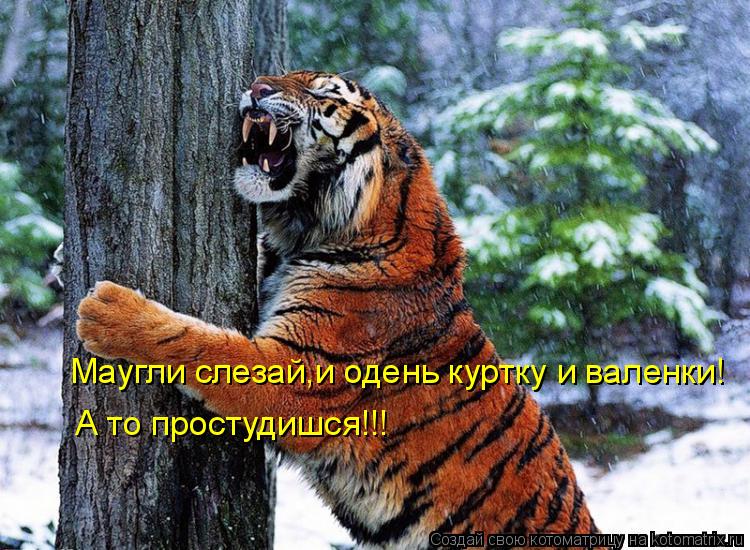Маугли слезай,и одень куртку и валенки! А то простудишся!!!... Котоматрица: Маугли слезай,и одень куртку и валенки! А то простудишся!!!