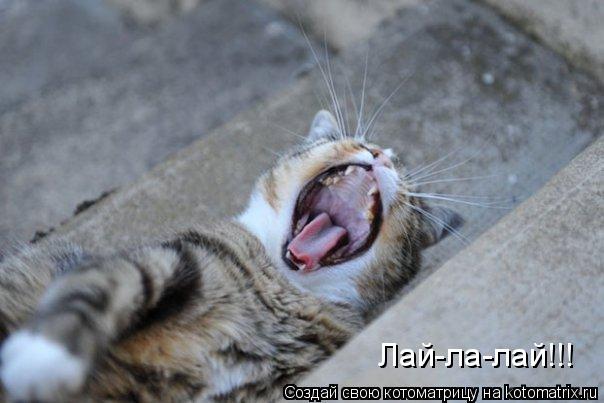 Лай-ла-лай!!!... Котоматрица: Лай-ла-лай!!!
