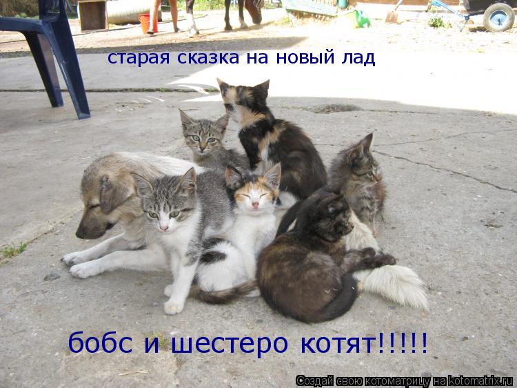 старая сказка на новый лад бобс и шестеро котят!!!!!... Котоматрица: старая сказка на новый лад бобс и шестеро котят!!!!!