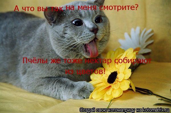 А что вы так на меня смотрите? Пчёлы же тоже нектар собирают из цветов!... Котоматрица: А что вы так на меня смотрите? Пчёлы же тоже нектар собирают из цветов!