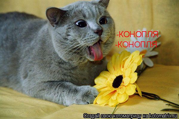 -КОНОПЛЯ -КОНОПЛЯ -КОНОПЛЯ... Котоматрица: -КОНОПЛЯ -КОНОПЛЯ -КОНОПЛЯ