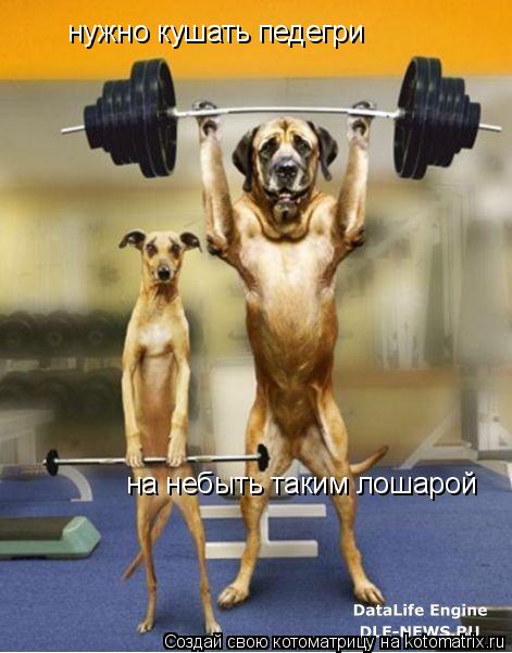 нужно кушать педегри на небыть таким лошарой... Котоматрица: нужно кушать педегри на небыть таким лошарой