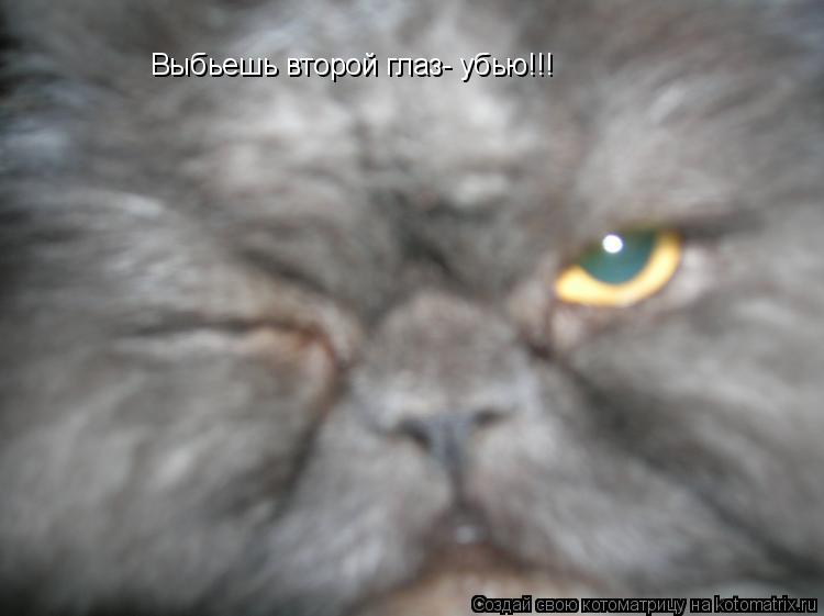 Выбьешь второй глаз- убью!!!... Котоматрица: Выбьешь второй глаз- убью!!!