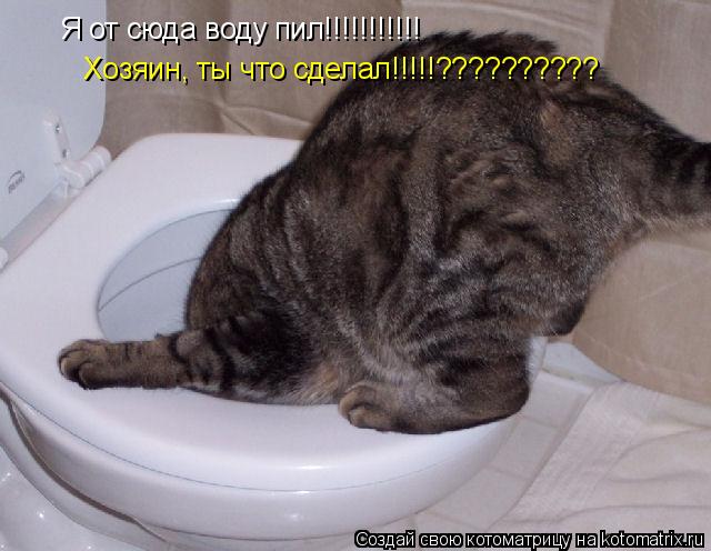 Я от сюда воду пил!!!!!!!!!!! Хозяин, ты что сделал!!!!!??????????... Котоматрица: Я от сюда воду пил!!!!!!!!!!! Хозяин, ты что сделал!!!!!??????????
