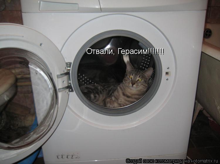 Отвали, Герасим!!!!!!!... Котоматрица: Отвали, Герасим!!!!!!!