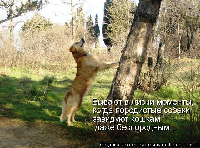 Бывают в жизни моменты, когда породистые собаки завидуют кошкам, даже беспородным...... Котоматрица: Бывают в жизни моменты, когда породистые собаки завидуют кошкам, даже беспородным...