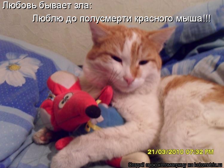 Любовь бывает зла: Люблю до полусмерти красного мыша!!!... Котоматрица: Любовь бывает зла: Люблю до полусмерти красного мыша!!!