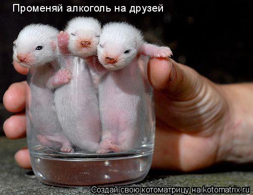 Променяй алкоголь на друзей... Котоматрица: Променяй алкоголь на друзей