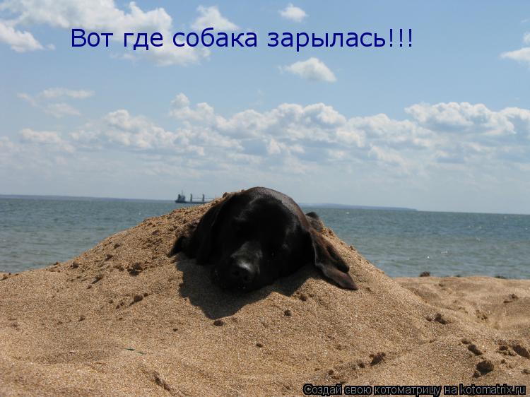 Вот где собака зарылась!!!... Котоматрица: Вот где собака зарылась!!!