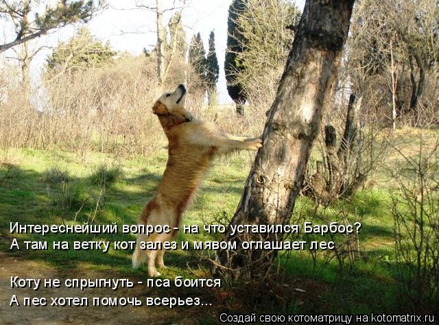 Интереснейший вопрос - на что уставился Барбос? А там на ветку кот залез и мявом оглашает лес Коту не... Котоматрица: Интереснейший вопрос - на что уставился Барбос? А там на ветку кот залез и мявом оглашает лес Коту не спрыгнуть - пса боится А пес хотел помоч