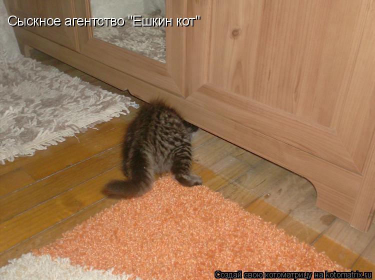 Сыскное агентство "Ешкин кот"... Котоматрица: Сыскное агентство "Ешкин кот"