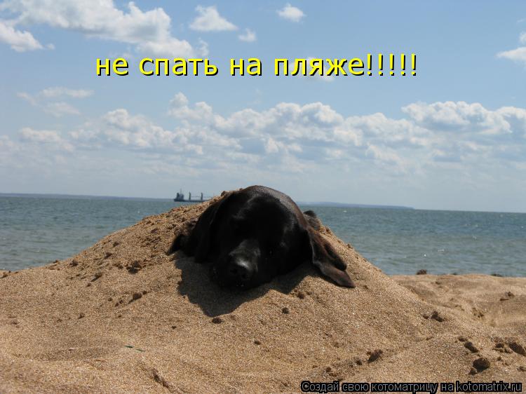 не спать на пляже!!!!!... Котоматрица: не спать на пляже!!!!!
