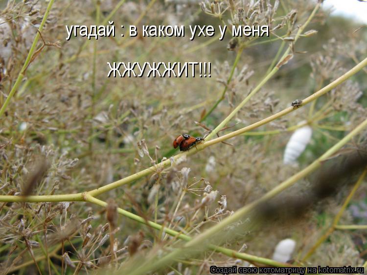 угадай : в каком ухе у меня ЖЖУЖЖИТ!!!... Котоматрица: угадай : в каком ухе у меня ЖЖУЖЖИТ!!!
