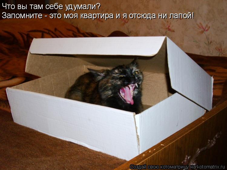 Что вы там себе удумали? Запомните - это моя квартира и я отсюда ни лапой!... Котоматрица: Что вы там себе удумали? Запомните - это моя квартира и я отсюда ни лапой!