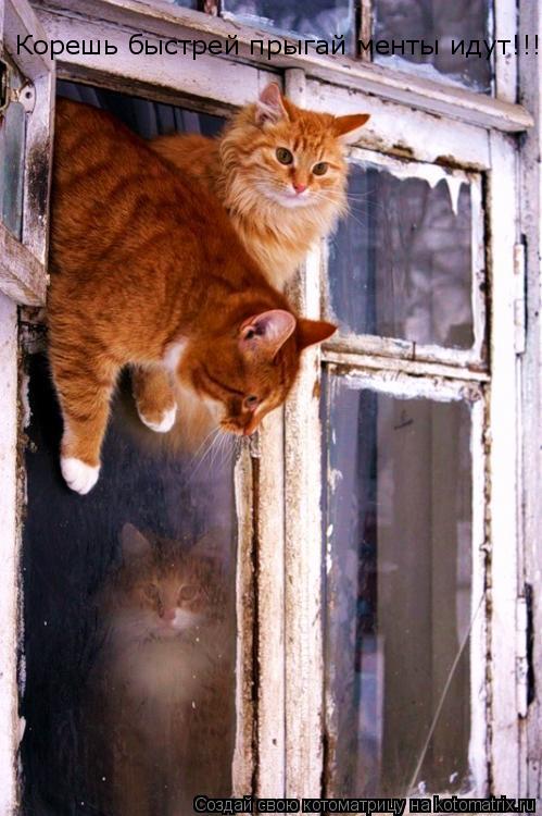 Корешь быстрей прыгай менты идут!!!... Котоматрица: Корешь быстрей прыгай менты идут!!!