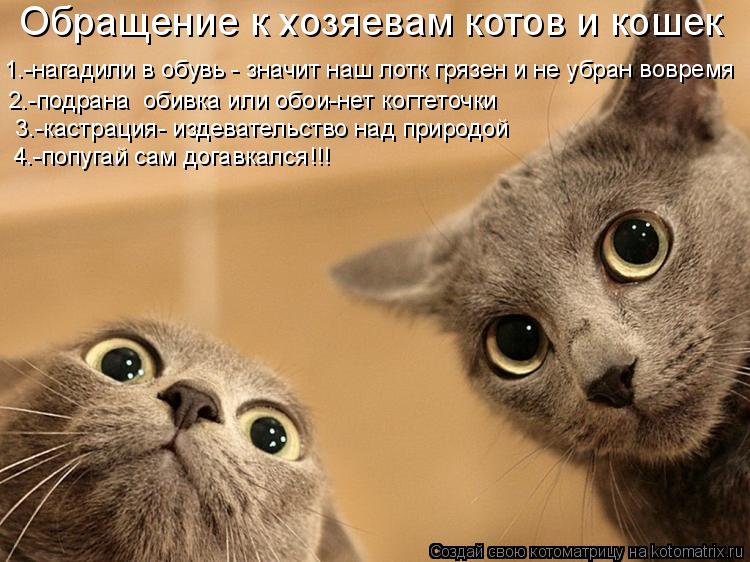 Котоматрица: Обращение к хозяевам котов и кошек 1.-нагадили в обувь - значит наш лотк грязен и не убран вовремя 2.-подрана  обивка или обои-нет когтеточки 3.-