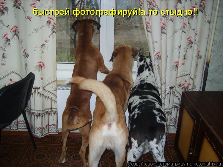 Котоматрица: быстрей фотографируй!а то стыдно!!