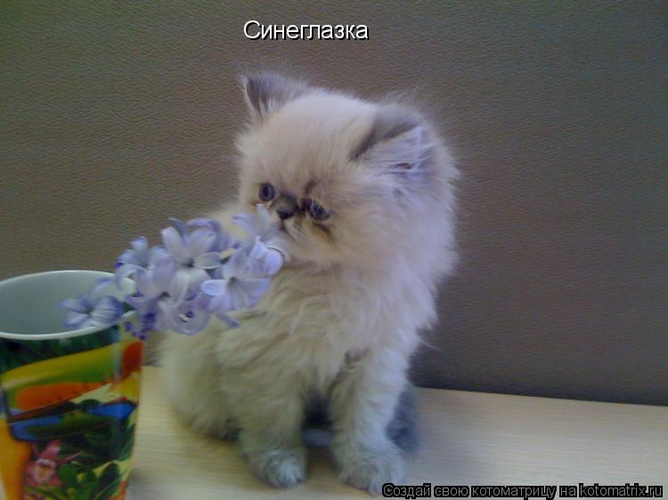 Котоматрица: Синеглазка
