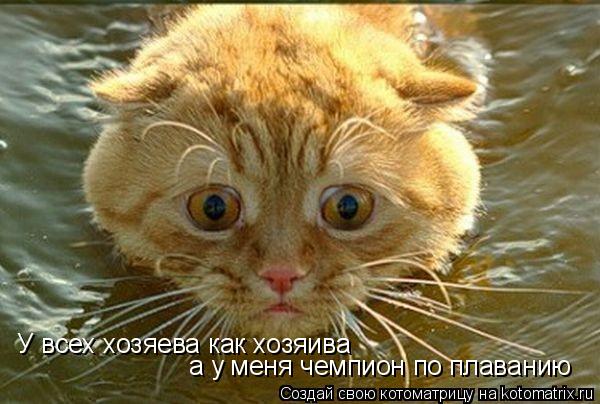 Котоматрица: У всех хозяева как хозяива а у меня чемпион по плаванию
