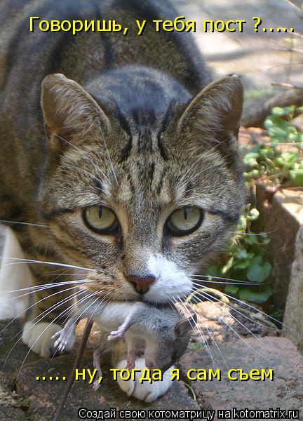 Котоматрица: Говоришь, у тебя пост ?..... ..... ну, тогда я сам съем