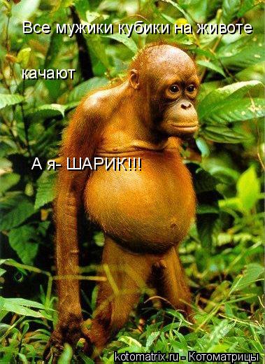 Котоматрица: Все мужики кубики на животе качают А я- ШАРИК!!!