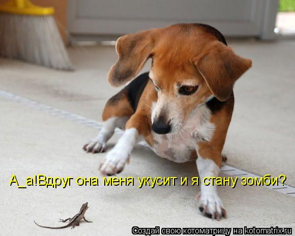 А А_а!Вдруг она меня укусит и я стану зомби?... Котоматрица: А А_а!Вдруг она меня укусит и я стану зомби?