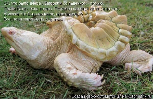 Ой, что было вчера? Загорали со львенком - помню. Песни пели - тоже помню. Потом он кажется катался н... Котоматрица: Ой, что было вчера? Загорали со львенком - помню. Песни пели - тоже помню. Потом он кажется катался на мне. А может это был слоненок, а не львено