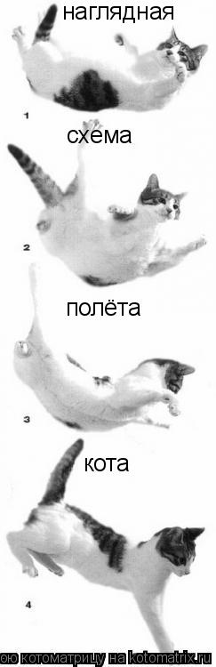 наглядная схема полёта кота... Котоматрица: наглядная схема полёта кота