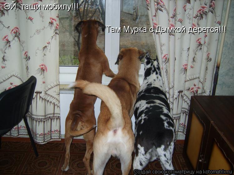 ЭЙ, тащи мобилу!!! Там Мурка с Дымкой дерется!!!... Котоматрица: ЭЙ, тащи мобилу!!! Там Мурка с Дымкой дерется!!!