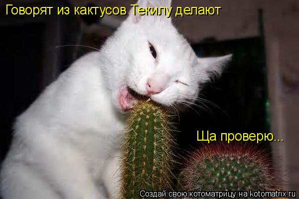 Говорят из кактусов Текилу делают Ща проверю...... Котоматрица: Говорят из кактусов Текилу делают Ща проверю...