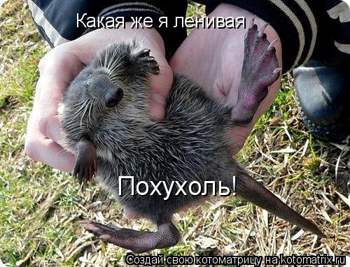 Какая же я ленивая Похухоль!... Котоматрица: Какая же я ленивая Похухоль!