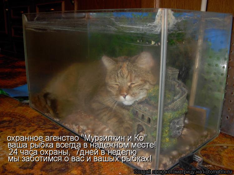 охранное агенство "Мурзилкин и Ко" ваша рыбка всегда в надежном месте! 24 часа охраны, 7дней в нед... Котоматрица: охранное агенство "Мурзилкин и Ко" ваша рыбка всегда в надежном месте! 24 часа охраны, 7дней в неделю мы заботимся о вас и вашых рыбках!