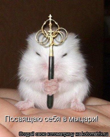 Котоматрица: Посвящаю себя в мыцари!