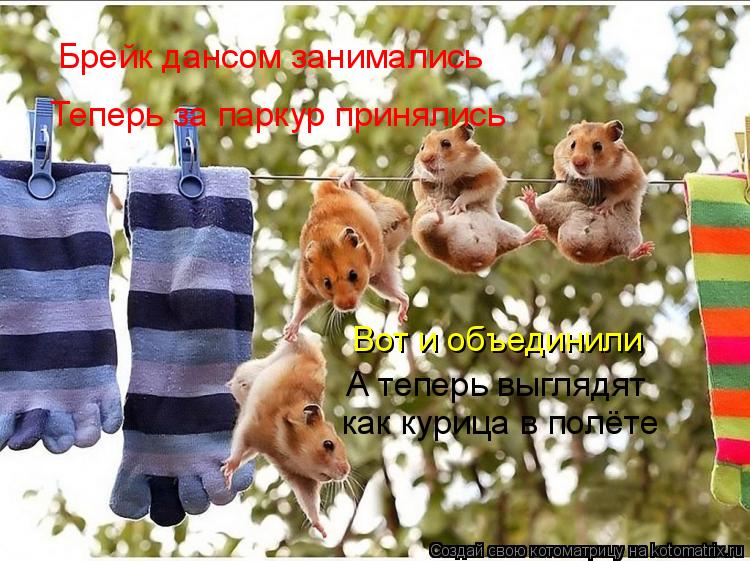Котоматрица: Брейк дансом занимались Теперь за паркур принялись Вот и объединили А теперь выглядят как курица в полёте