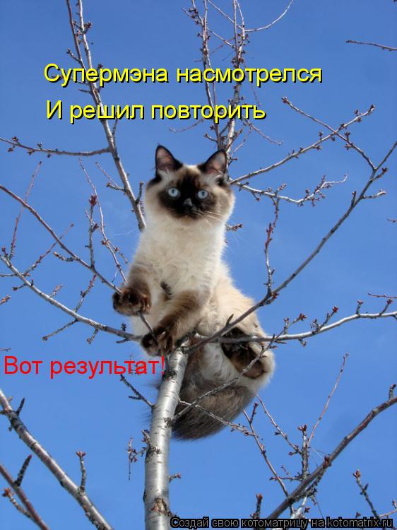 Супермэна насмотрелся И решил повторить Вот результат!... Котоматрица: Супермэна насмотрелся И решил повторить Вот результат!