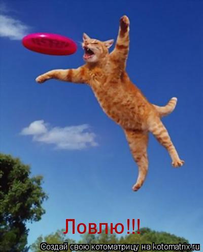 Ловлю!!!... Котоматрица: Ловлю!!!