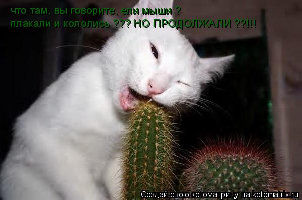 что там, вы говорите, ели мыши ? плакали и кололись ??? НО ПРОДОЛЖАЛИ ??!!!... Котоматрица: что там, вы говорите, ели мыши ? плакали и кололись ??? НО ПРОДОЛЖАЛИ ??!!!