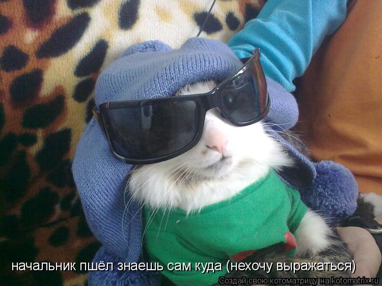 начальник пшёл знаешь сам куда (нехочу выражаться)... Котоматрица: начальник пшёл знаешь сам куда (нехочу выражаться)