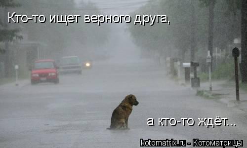 Кто-то ищет верного друга, а кто-то ждёт...... Котоматрица: Кто-то ищет верного друга, а кто-то ждёт...