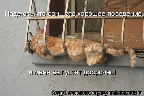 Надеюсь,что сон - это хорошее поведение, и меня выпустят досрочно!... Котоматрица: Надеюсь,что сон - это хорошее поведение, и меня выпустят досрочно!