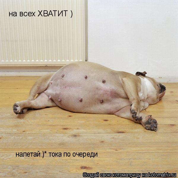 на всех ХВАТИТ ) налетай )* тока по очереди... Котоматрица: на всех ХВАТИТ ) налетай )* тока по очереди