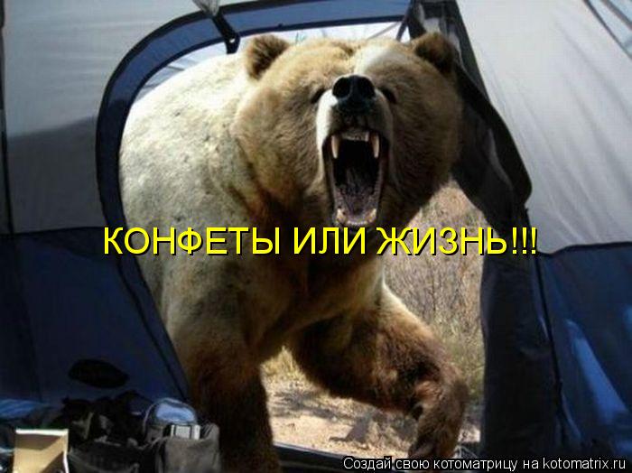 КОНФЕТЫ ИЛИ ЖИЗНЬ!!!... Котоматрица: КОНФЕТЫ ИЛИ ЖИЗНЬ!!!