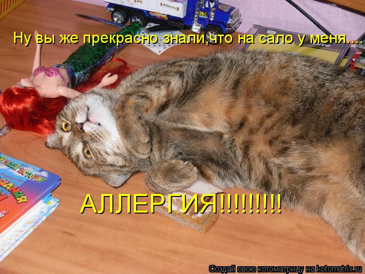 Ну вы же прекрасно знали,что на сало у меня.... АЛЛЕРГИЯ!!!!!!!!!... Котоматрица: Ну вы же прекрасно знали,что на сало у меня.... АЛЛЕРГИЯ!!!!!!!!!