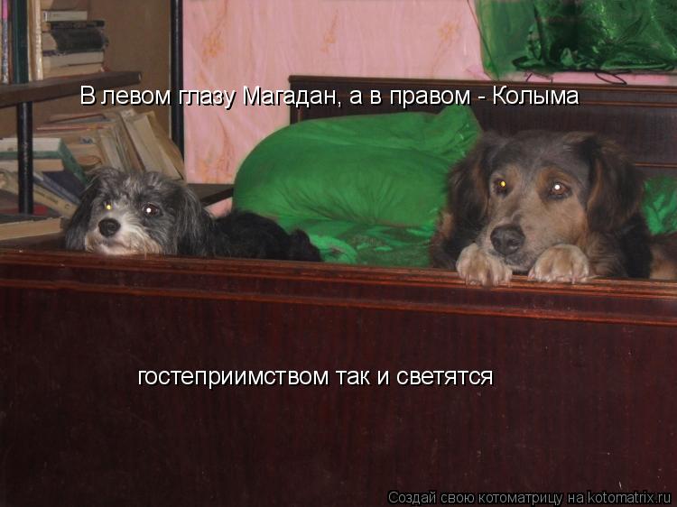 Котоматрица: В левом глазу Магадан, а в правом - Колыма  гостеприимством так и светятся