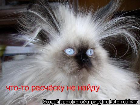 Котоматрица: что-то расчёску не найду