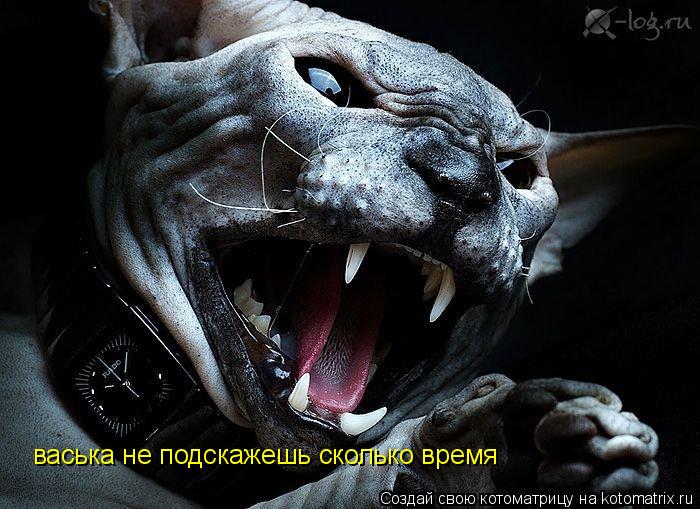Котоматрица: васька не подскажешь сколько время